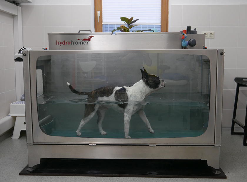 Unterwasserlaufband Julia Feist Tierphysiotherapie für Hunde und Katzen